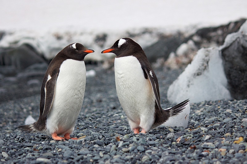 De meeste pinguïns zijn monogaam