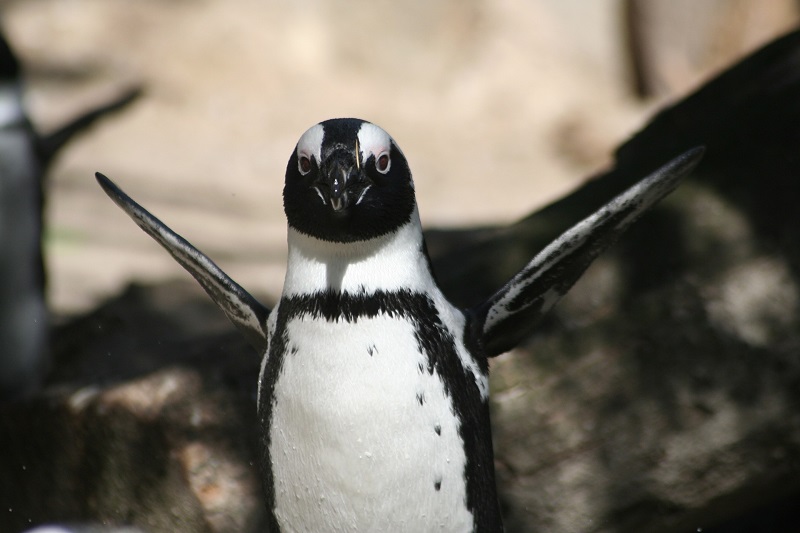 Pinguïn zwart-witte vacht