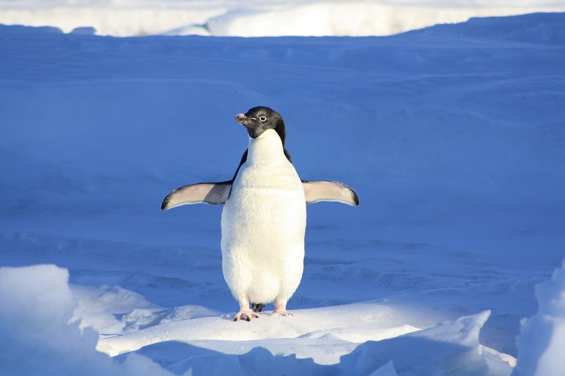 Pinguïns gebruiken olie om zich warm te houden