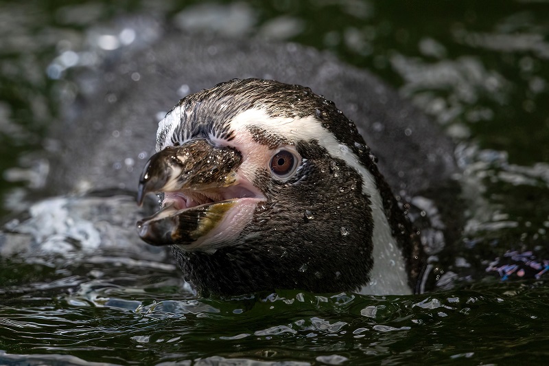 Pinguïns hebben geen tanden