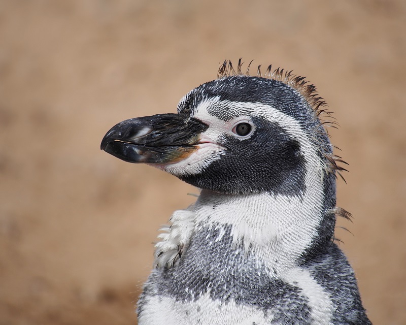 Pinguïns verliezen al hun veren in één keer