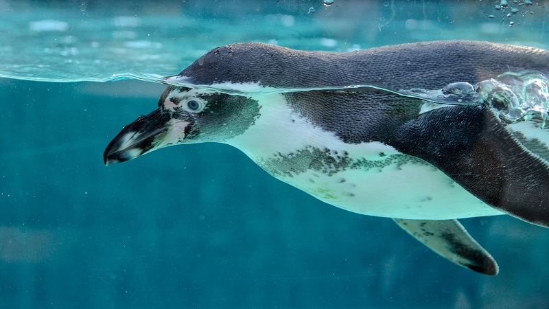 Pinguïns zwemmen behoorlijk snel