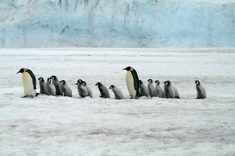 Sommige pinguïnsoorten worden bedreigd