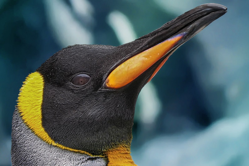 Leuke Weetjes Over Pinguïns