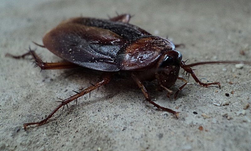 Het ecosysteem zou ernstig worden verstoord als kakkerlakken zouden uitsterven