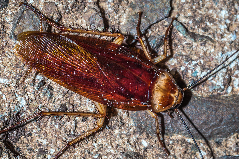 Kakkerlakken hielden vroeger van suiker, maar nu haten ze het
