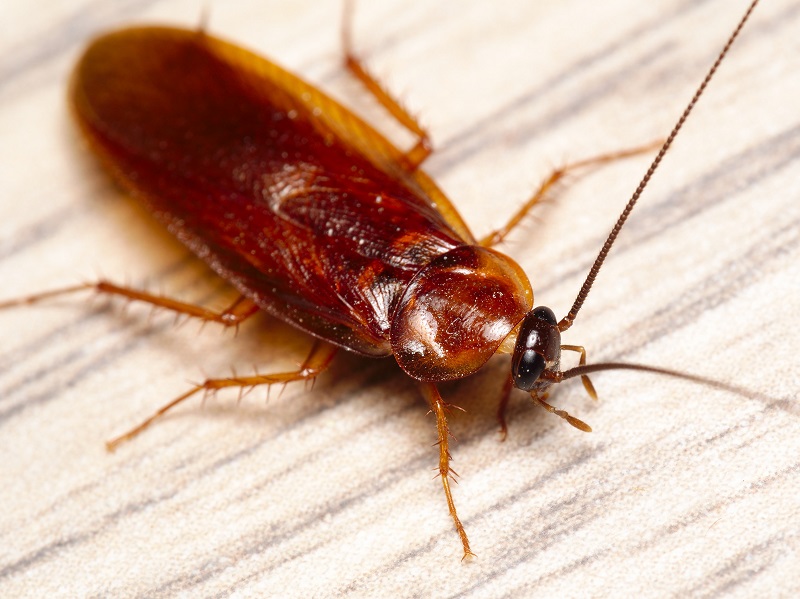 Kakkerlakken hun hersenen zouden gebruikt kunnen worden om levensreddende medicijnen te maken