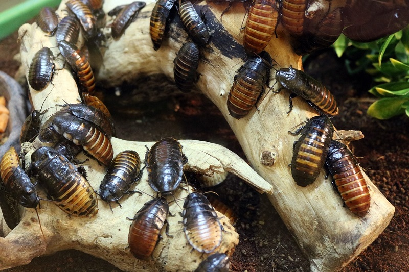 Kakkerlakken kunnen groepsbeslissingen nemen