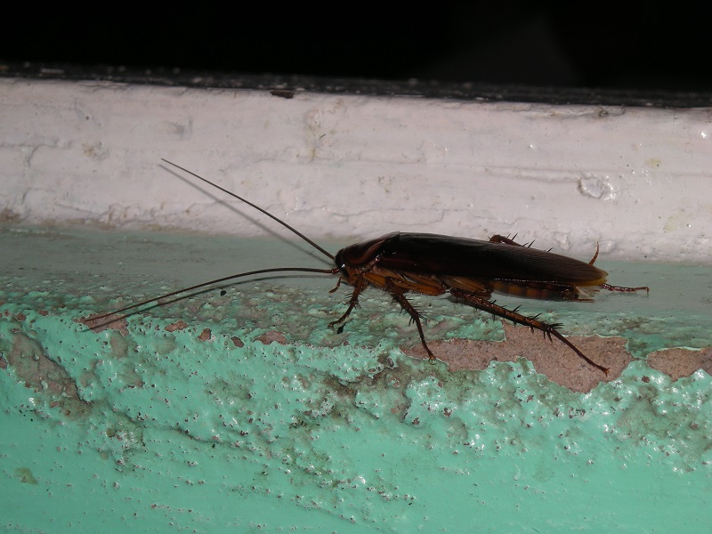 Kakkerlakken kunnen mensen bijten