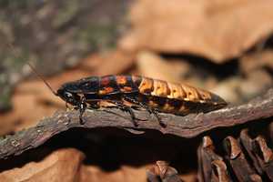 10 Walgelijke Weetjes Over kakkerlakken