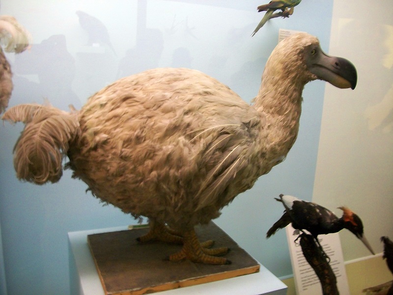 De dodo was 'secundair vluchtloos'