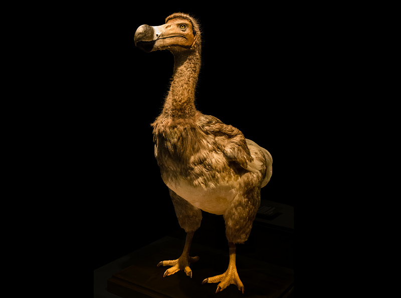 De dodo werd ooit de 'wallowbird' genoemd