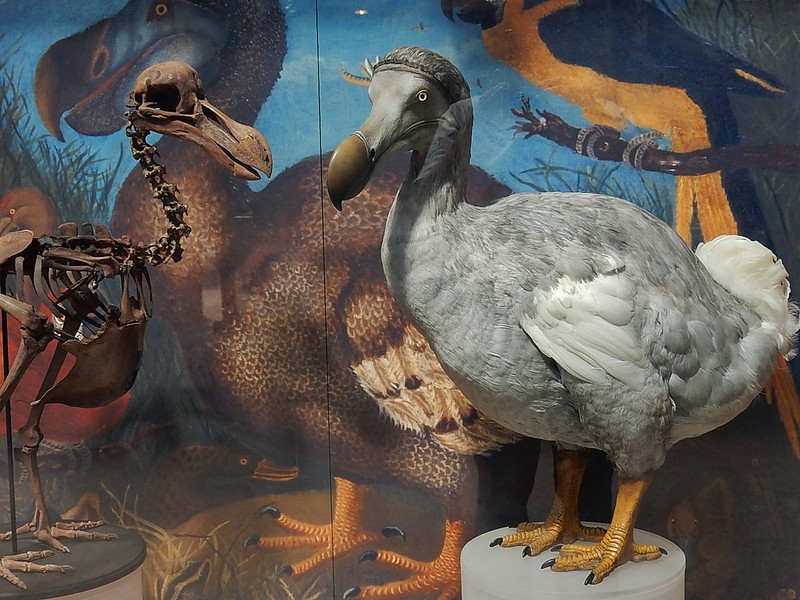 Voor de mensen had de dodo vogel geen roofvogels