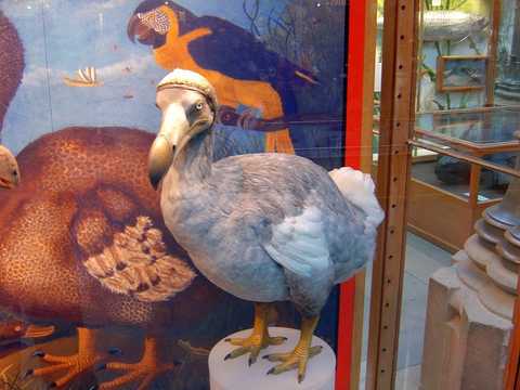 10 Weetjes Over De Dodo Vogel