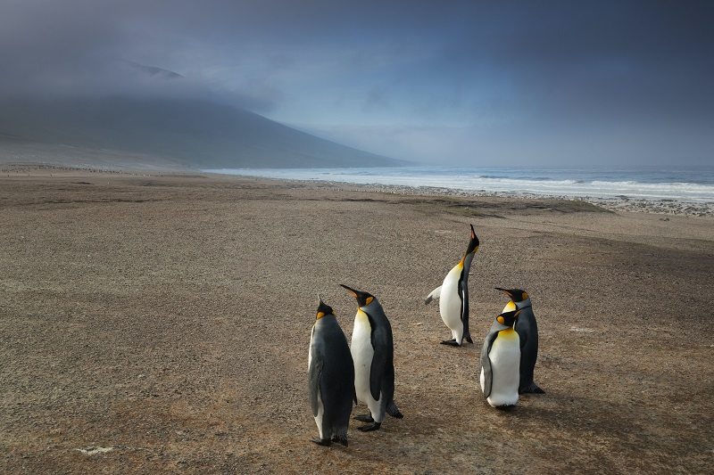Falklandeilanden - 0.28 mensen per vierkante kilometer