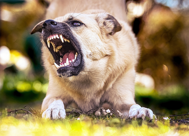 Top 10 Gevaarlijke Hondenrassen