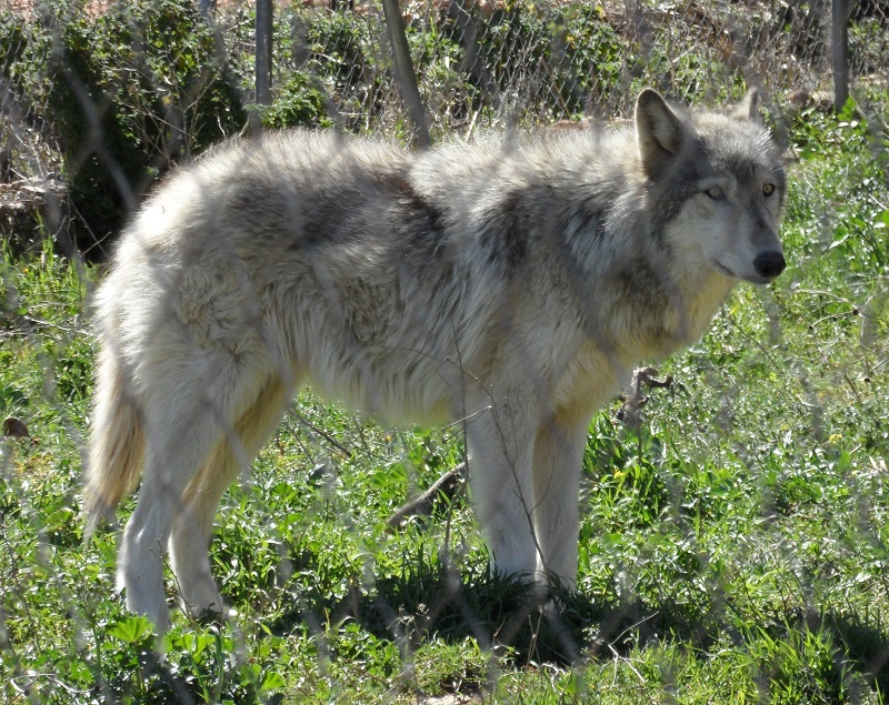Wolf-Hondhybride