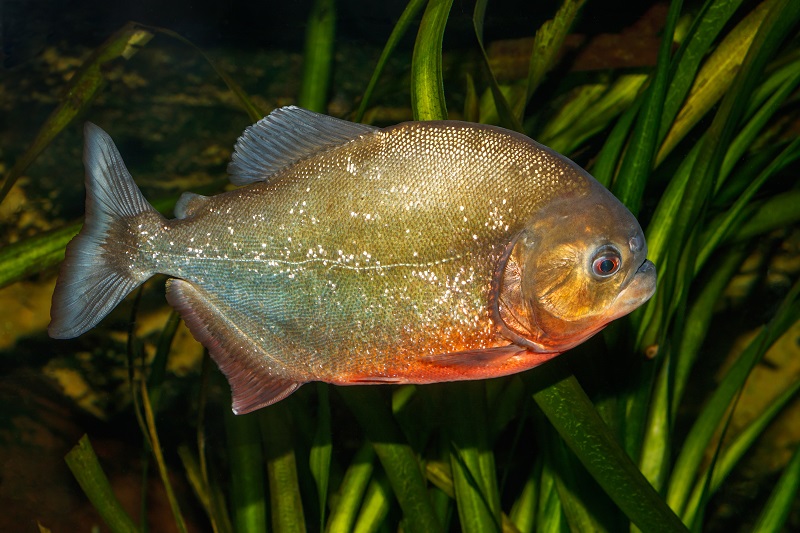 Piranha (Serrasalminae)