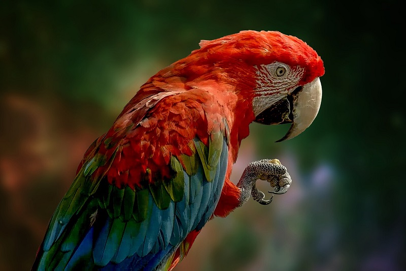 Papegaaien behoren tot de meest intelligente vogels