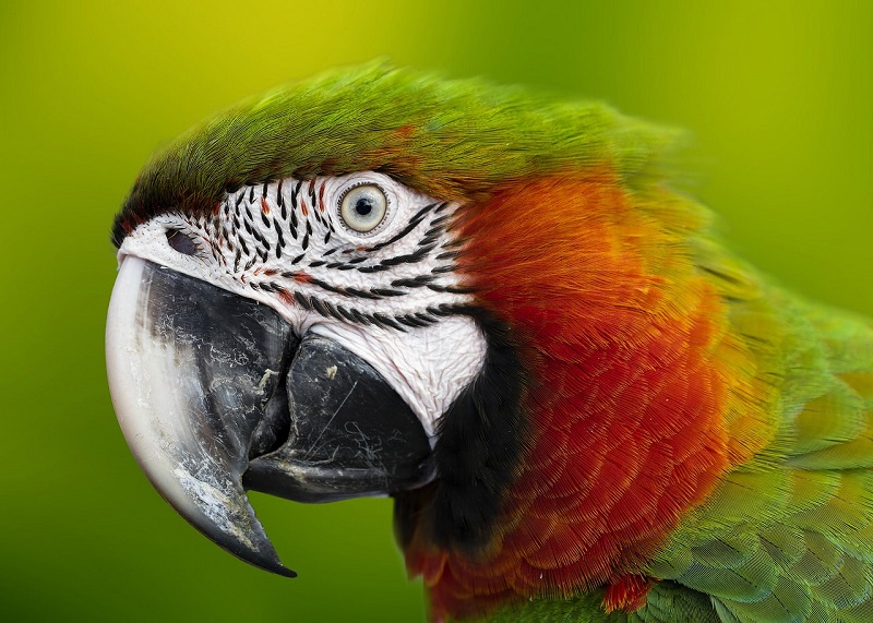 Papegaaien hebben sterke snavels