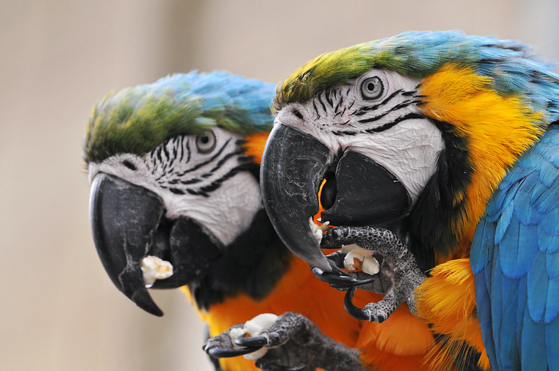 Papegaaien zijn de enige vogels die met hun voeten kunnen eten