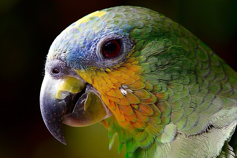 Sommige papegaaien kunnen meer dan 80 jaar leven