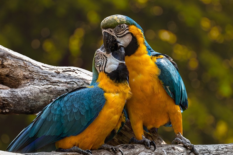 Veel papegaaien blijven levenslang paren