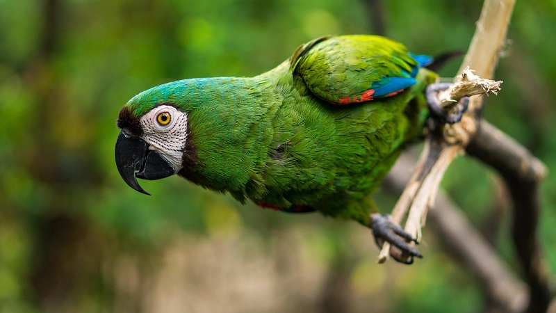 Veel papegaaien kunnen geluiden imiteren