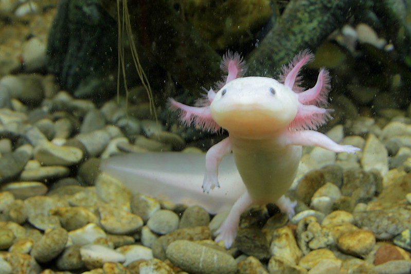 Axolotl hebben ongelofelijke regeneratie capaciteiten