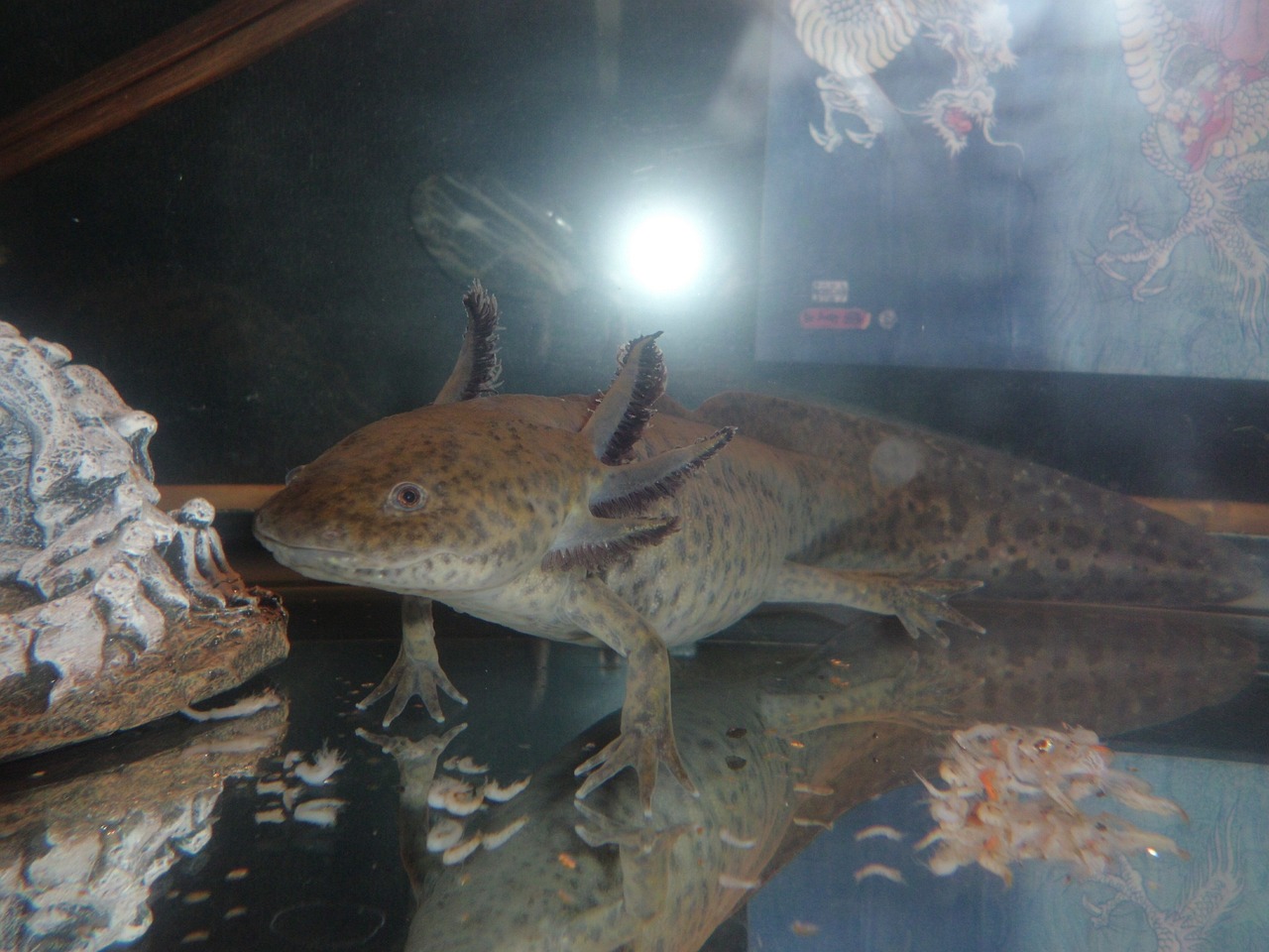 Vele groepen proberen Axolotls te redden