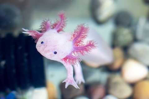10 Axolotl Weetjes