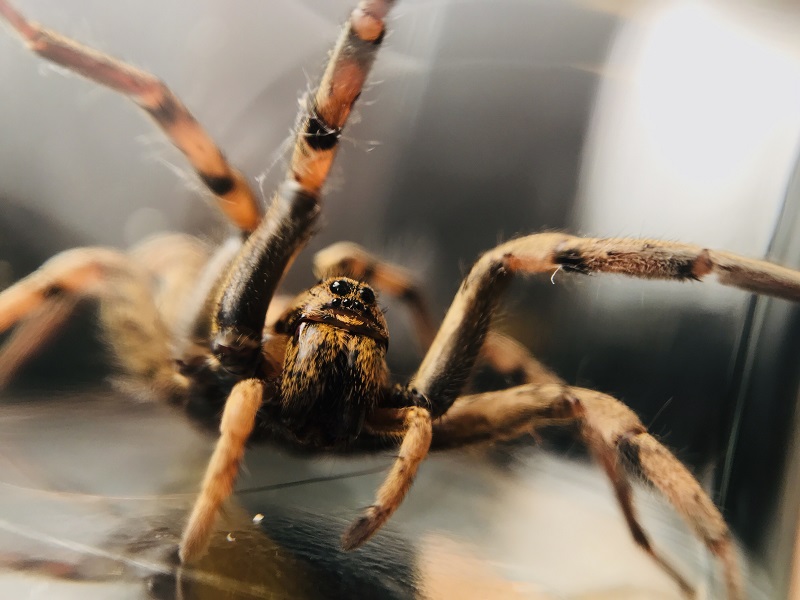 Spinnen die geen web maken