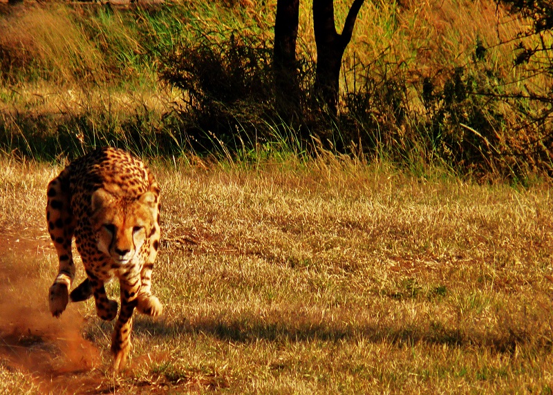 Hoe snel kan een jachtluipaard rennen?