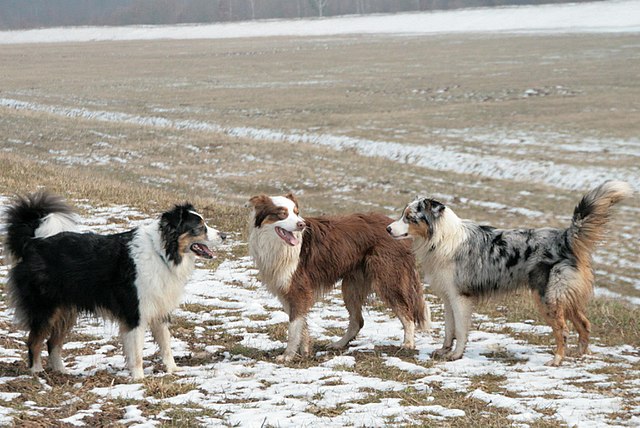 Australische Herder