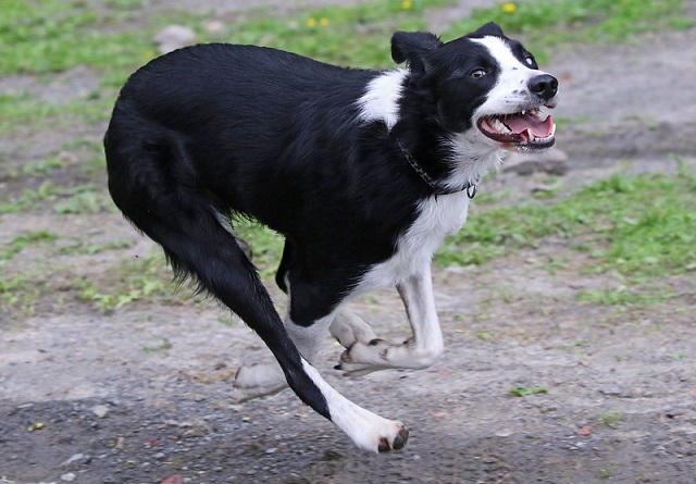 Border Collie