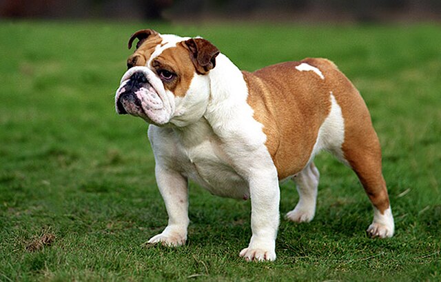 Engelse Bulldog