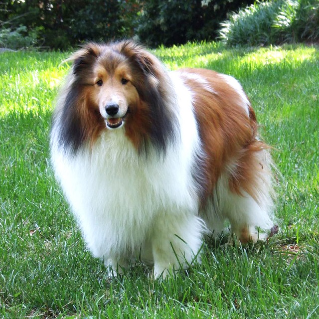 Shetland Sheepdog