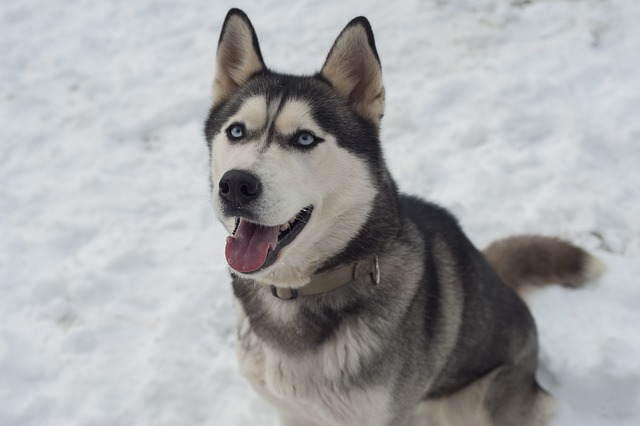 Siberische Husky