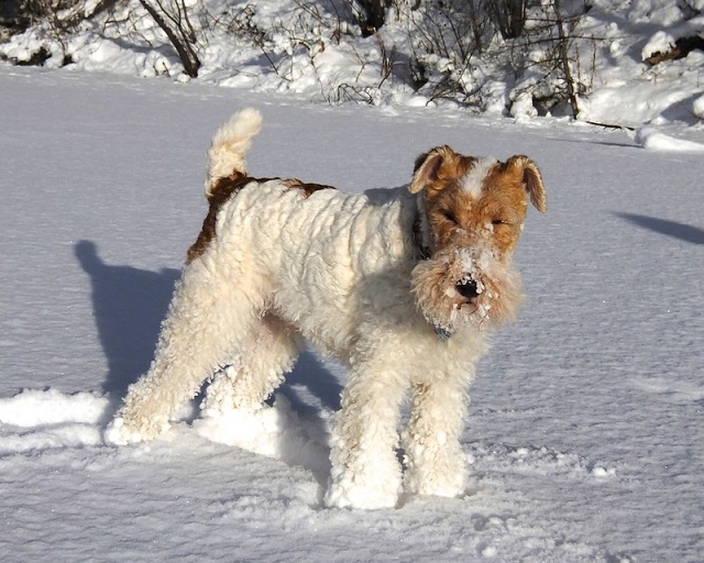 Wire Fox Terrier