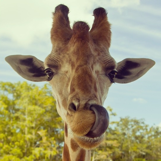 Hoe lang is de tong van een giraffe