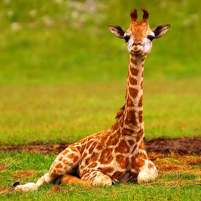 Hoe worden giraffen geboren