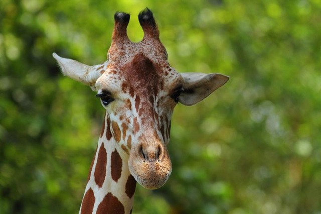 Hoe zien giraffen eruit
