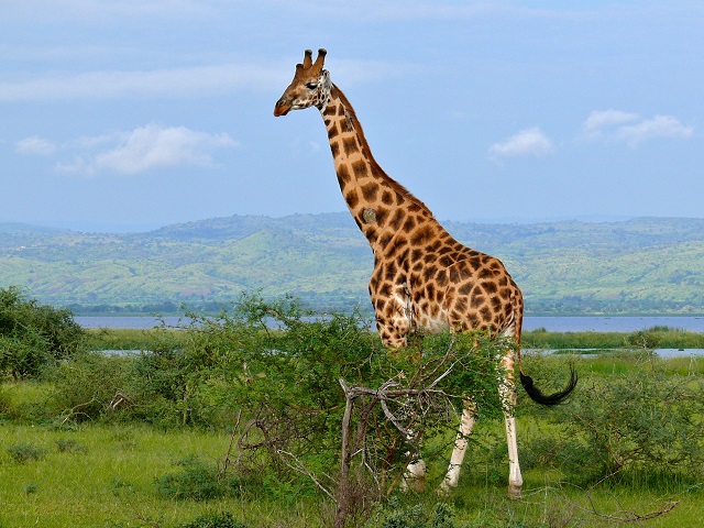Waar wonen giraffen