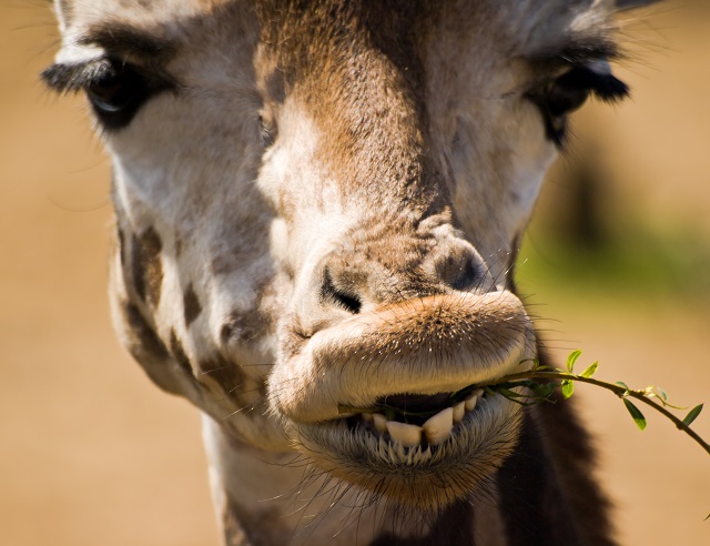 Wat eten giraffen