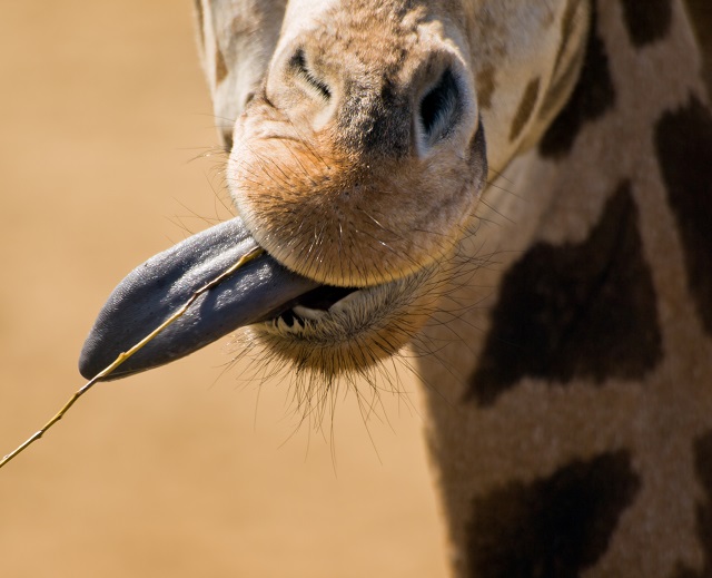 Welke kleur heeft de tong van een giraf