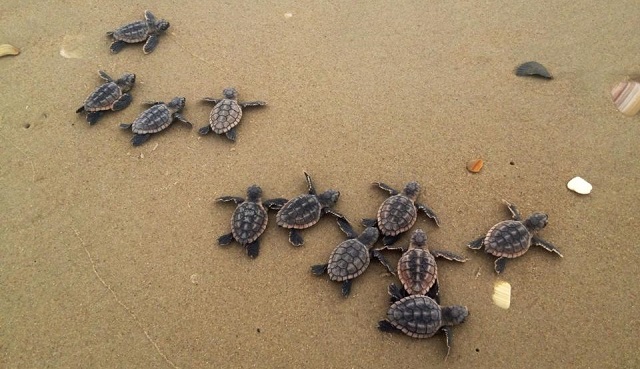 6 van de 7 soorten zeeschildpadden die er bestaan, worden met uitsterven bedreigd