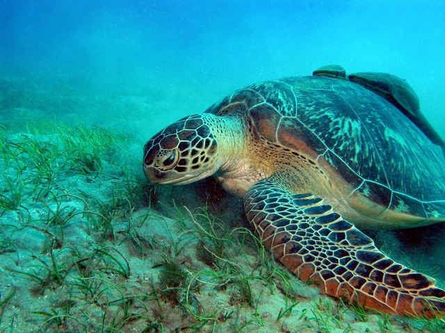 Sommige schildpadden kunnen bevriezen zonder te sterven