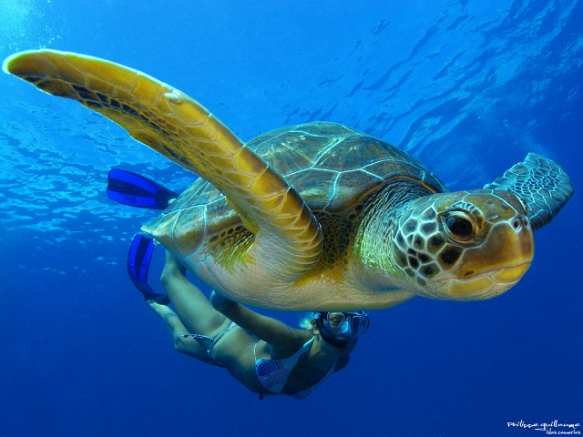 Interessante Weetjes Zeeschildpadden