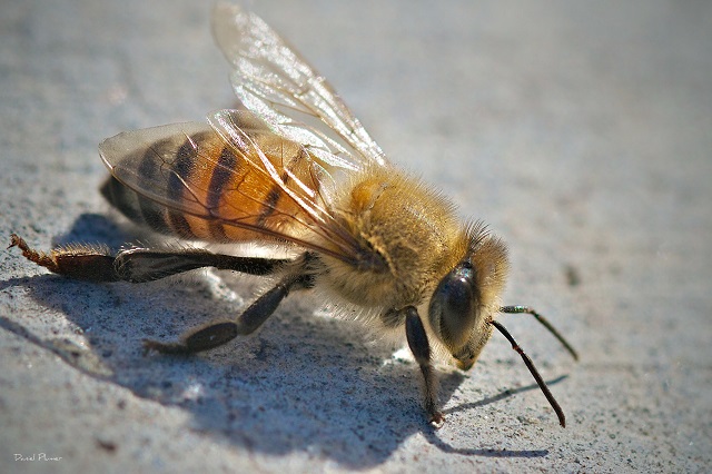 Geafrikaniseerde honingbij