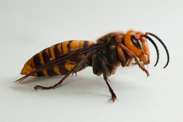 Japanse reuzenhoornaar